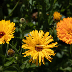 Calendula and Cacao Butter Soap