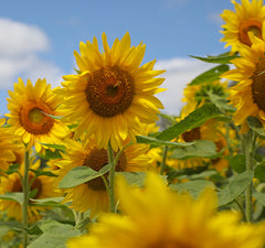 Happy Feet Massage Balm