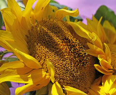 Turmeric and Honey Not Scented